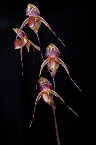 Paphiopedilum Sunlight Anita Angela FCC/AOS 91 pts. Inflorescense